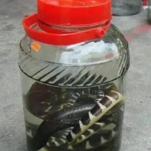 电竞世界杯-男子用2条毒蛇泡酒，12年后打开本想品尝美酒，谁知出现惊人现象